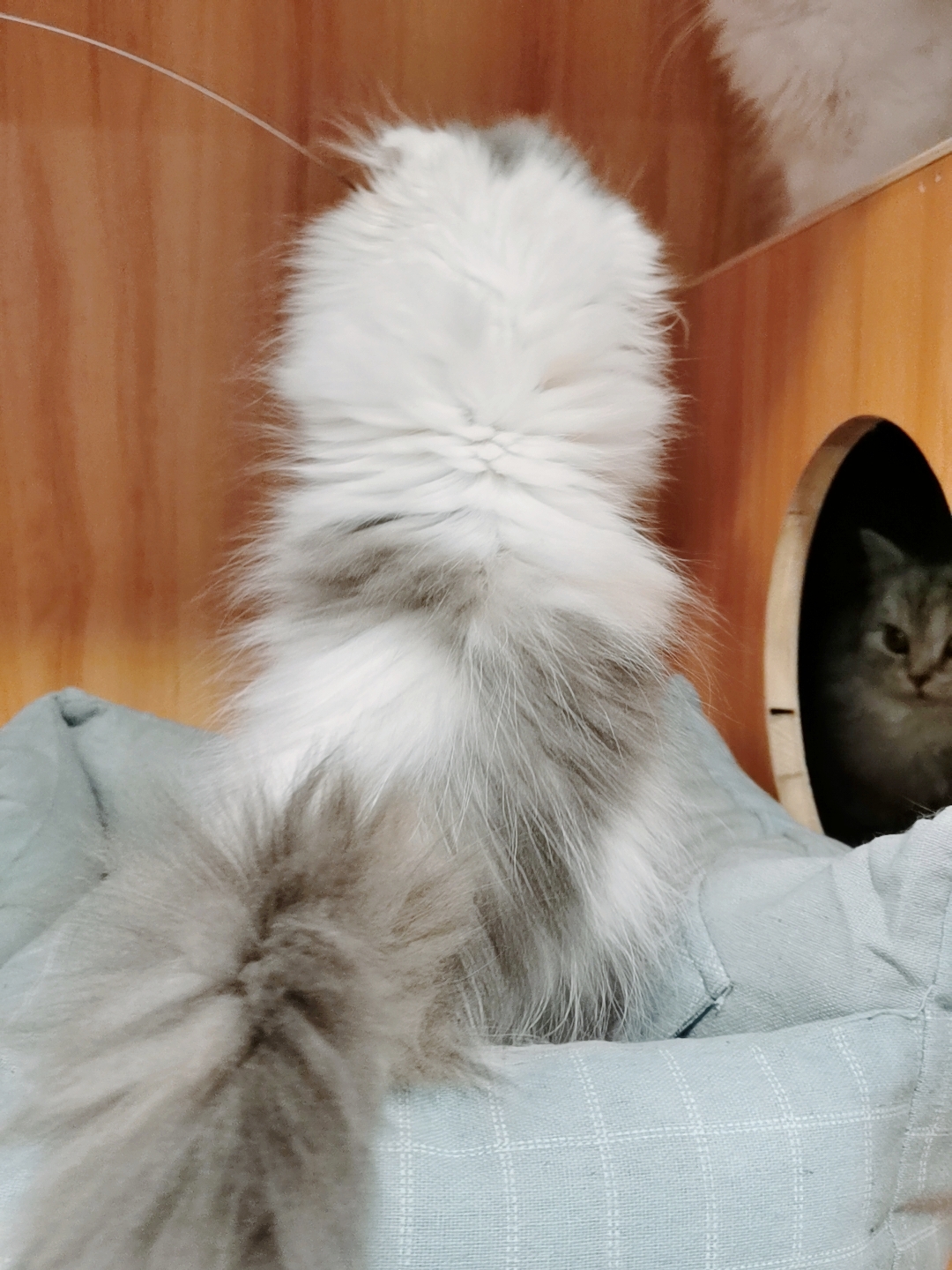 甜美高地长毛猫,大眼睛,送用品